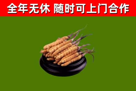 无锡市回收散虫草