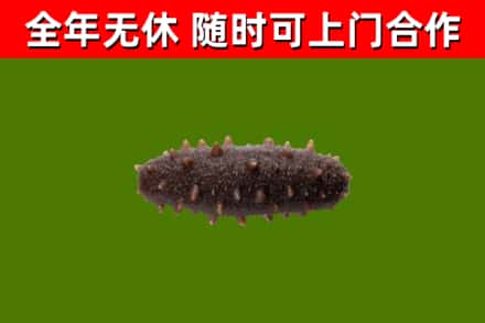 无锡市回收海参干